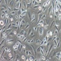 LN229人胶质瘤细胞