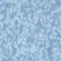 Jeko-1 人套细胞淋巴瘤细胞