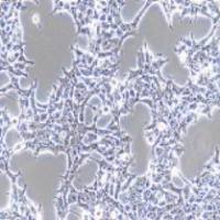 HEK-293T 人胚肾细胞