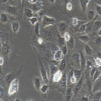 BRL-3A 大鼠肝细胞