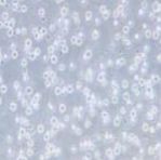 KG-1 人急性骨髓性白血病细胞