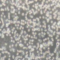 H9/HTLV-IIIB 人T淋巴瘤白血病细胞