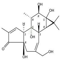 佛波醇  CAS号：17673-25-5