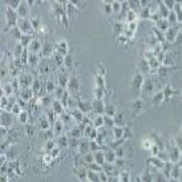 JAR 人胎盘绒毛癌细胞