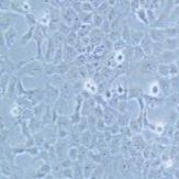 HTR-8/Svneo 人胚胎滋养细胞