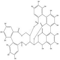 栎木鞣花素  CAS号：36001-47-5