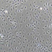 IEC-6 大鼠小肠隐窝上皮细胞