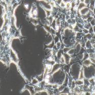 HEK-293A 人胚肾细胞