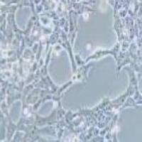 293FT 人胚肾细胞