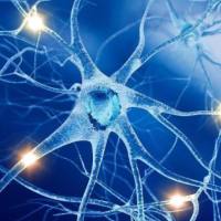 C8166-CD4 人T淋巴细胞白血病细胞