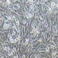 KNS-89 人脑胶质瘤细胞