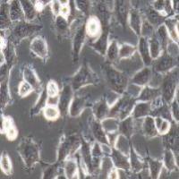 HEK-293 人胚肾细胞