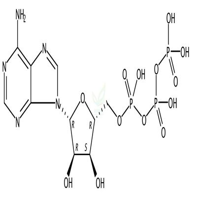 三磷酸腺苷  CAS号：56-65-5
