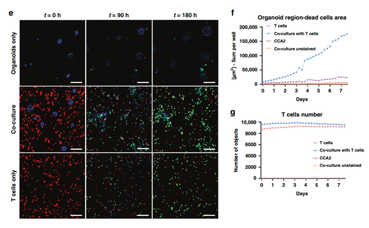 环特类器官免疫疗法，助力免疫药物研发及肿瘤科研！