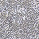 PT-67 小鼠逆转录病毒包装株