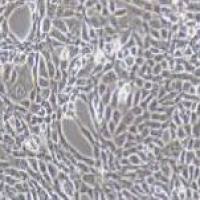 PT-67 小鼠逆转录病毒包装株