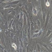 H9C2 大鼠心肌细胞