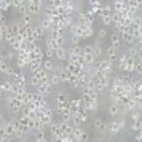 OKT11 小鼠杂交瘤（抗CD2）细胞