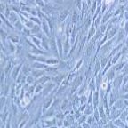 GC-2spd (ts) 小鼠精母细胞