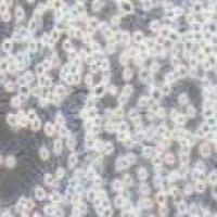 RBL-2H3 大鼠嗜碱性白血病细胞