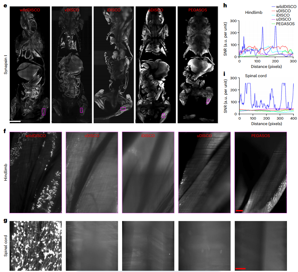 Nature Biotechnology（IF=46.9）：组织透明化技术新突破——小鼠全身免疫荧光标记结合组织透明化技术获得完整小鼠三维整体结构
