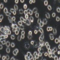 J774A.1 小鼠单核巨噬细胞