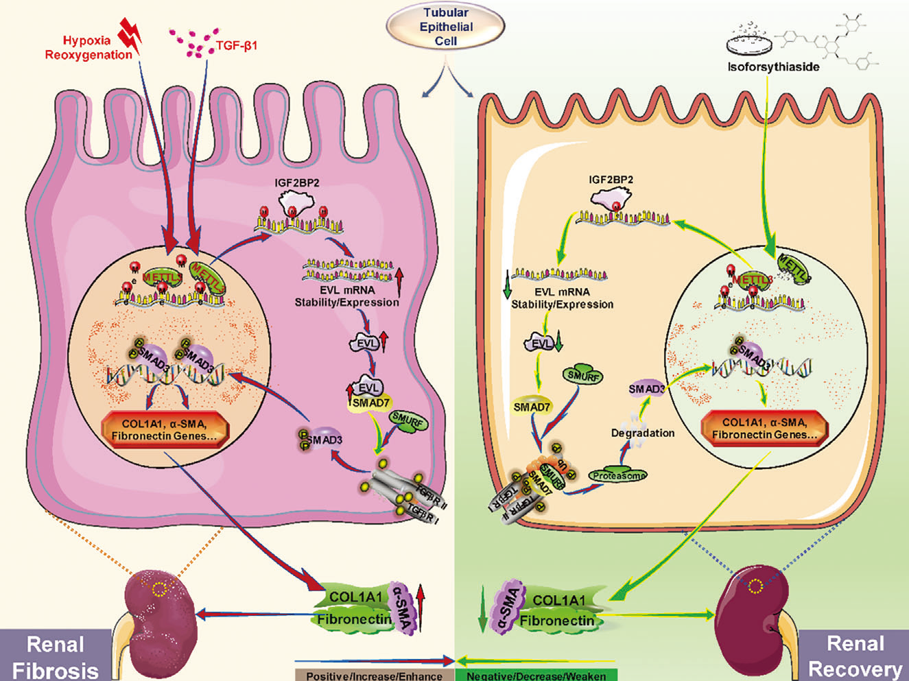 基因和药物抑制METTL3减少肾纤维化的表观遗传多组学机制研究