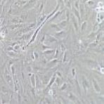 MC3T3-E1Subclone 14 小鼠颅顶前骨亚克隆14