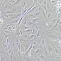 MC3T3-E1Subclone 14 小鼠颅顶前骨亚克隆14