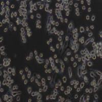 G422 小鼠神经胶质瘤细胞