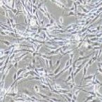 PC-12高分化 大鼠肾上腺嗜铬细胞瘤细胞 高分化