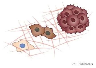 ibidi肿瘤细胞分析的解决方案