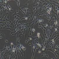 HSC-T6 大鼠肝储脂细胞