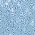 HC11 小鼠乳腺上皮细胞