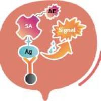 链霉亲和素 蛋白-APC