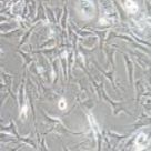 BALB/3T3 clone A31 小鼠胚胎成纤维细胞