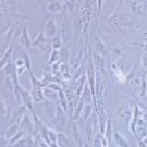 SVEC4-10 小鼠淋巴结内皮细胞