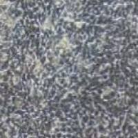 RM-1 小鼠前列腺癌细胞