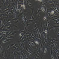 MC3T3-E1 小鼠胚胎成骨细胞