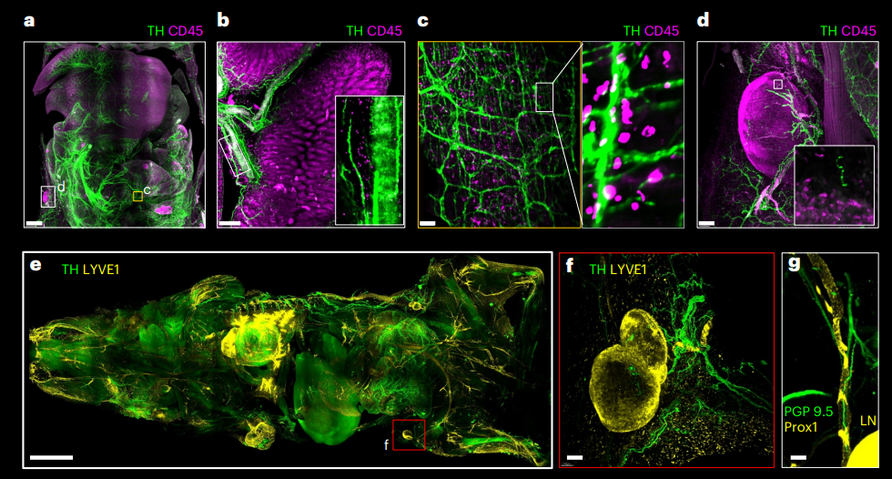 Nature Biotechnology（IF=46.9）：组织透明化技术新突破——小鼠全身免疫荧光标记结合组织透明化技术获得完整小鼠三维整体结构