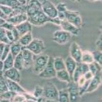 EMT6 小鼠乳腺癌细胞