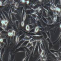 L6 大鼠成肌细胞