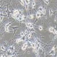 K7M2wt 小鼠骨肉瘤成骨细胞