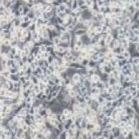 PC-12低分化 大鼠肾上腺嗜铬细胞瘤细胞 低分化