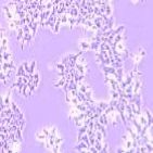 H4-II-E-C3 大鼠肝癌细胞