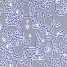 CTX-TNA2 大鼠脑I型星形胶质细胞