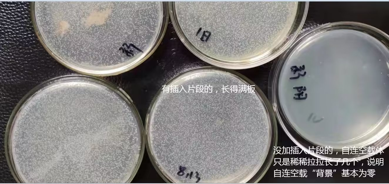 真正的零背景克隆载体技术-艾德莱浙江省代理杭州昊鑫生物