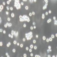 P388 D1 小鼠淋巴样瘤细胞