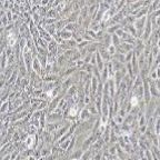 SV40-MES-13 小鼠肾小球系膜细胞