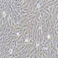 SV40-MES-13 小鼠肾小球系膜细胞